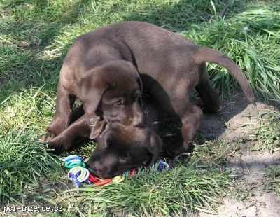 Labradorský retriever čokoládová štěňátka s PP