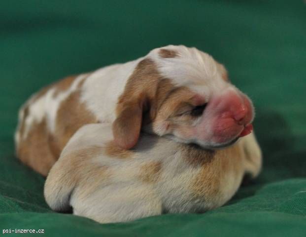 Beagle - Bígl - štěňata s PP