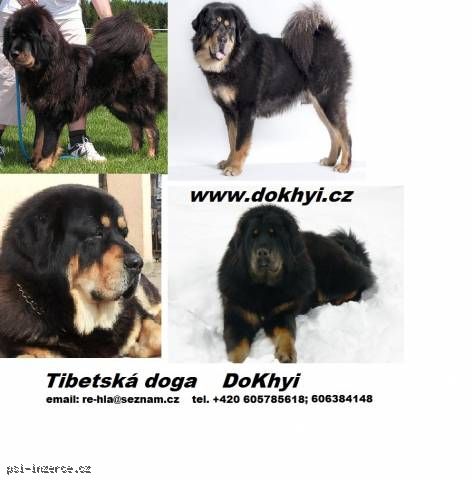 Tibetská doga - Exklusivní štěňátka